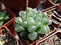 Нажмите на изображение для увеличения.

Название:	haworthia_cymbiformis_obtusa-b.jpg
Просмотров:	162
Размер:	63.0 Кб
ID:	311926