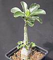 Нажмите на изображение для увеличения.

Название:	Adenium_Thai_socotranum.jpg
Просмотров:	172
Размер:	111.7 Кб
ID:	311932