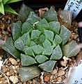 Нажмите на изображение для увеличения.

Название:	Haworthia_cooperi_v_pilifera_IB6554_SofFortBeaufort_IMG_6852.jpg
Просмотров:	149
Размер:	149.8 Кб
ID:	311943