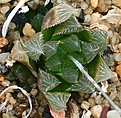 Нажмите на изображение для увеличения.

Название:	Haworthia_cooperi_v_pilifera_RedHouse_IB08618_IMG_6845.jpg
Просмотров:	141
Размер:	151.4 Кб
ID:	311944