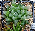 Нажмите на изображение для увеличения.

Название:	Haworthia_cooperi_v_pilifera_RIB0139_Stutterheim_IMG_6850.jpg
Просмотров:	182
Размер:	158.5 Кб
ID:	311945