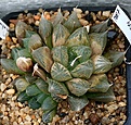 Нажмите на изображение для увеличения.

Название:	Haworthia_cooperi_v_pilifera_Stuttenheim_IB220_IMG_6869.jpg
Просмотров:	147
Размер:	162.0 Кб
ID:	311946