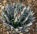 Нажмите на изображение для увеличения.

Название:	Agave_parviflora_IMG_6947.jpg
Просмотров:	302
Размер:	184.4 Кб
ID:	311952