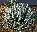 Нажмите на изображение для увеличения.

Название:	Agave_toumeyana_ssp_bella_BlackMesaAZ_IMG_6958.jpg
Просмотров:	284
Размер:	177.6 Кб
ID:	311953