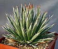 Нажмите на изображение для увеличения.

Название:	Agave_polianthiflora_SB1703_IMG_6965.jpg
Просмотров:	324
Размер:	148.0 Кб
ID:	311954