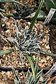 Нажмите на изображение для увеличения.

Название:	Agave_parviflora_IMG_3624-2.jpg
Просмотров:	276
Размер:	132.0 Кб
ID:	311955