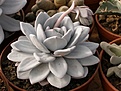 Нажмите на изображение для увеличения.

Название:	Echeveria laui.jpg
Просмотров:	302
Размер:	69.7 Кб
ID:	311999