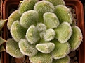 Нажмите на изображение для увеличения.

Название:	Echeveria pulvinata.jpg
Просмотров:	277
Размер:	91.5 Кб
ID:	312000