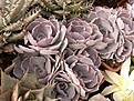 Нажмите на изображение для увеличения.

Название:	Echeveria shaviana.jpg
Просмотров:	270
Размер:	85.5 Кб
ID:	312002