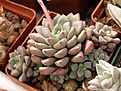 Нажмите на изображение для увеличения.

Название:	Echeveria expatriata.jpg
Просмотров:	318
Размер:	76.4 Кб
ID:	312003