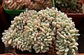 Нажмите на изображение для увеличения.

Название:	Echeveria f cristata.jpg
Просмотров:	276
Размер:	69.8 Кб
ID:	312004