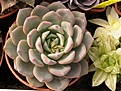 Нажмите на изображение для увеличения.

Название:	Echeveria lauiX.jpg
Просмотров:	284
Размер:	69.2 Кб
ID:	312005