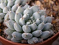 Нажмите на изображение для увеличения.

Название:	Echeveria.jpg
Просмотров:	277
Размер:	60.6 Кб
ID:	312007