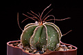 Нажмите на изображение для увеличения.

Название:	Astrophytum_capricorne_IMG_3463.jpg
Просмотров:	179
Размер:	115.9 Кб
ID:	312008