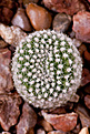 Нажмите на изображение для увеличения.

Название:	Rebutia_krainziana_var_albiflora_IMG_3466.jpg
Просмотров:	182
Размер:	230.5 Кб
ID:	312009