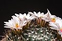 Нажмите на изображение для увеличения.

Название:	IMG_1731.jpg
Просмотров:	175
Размер:	69.0 Кб
ID:	312017