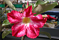Нажмите на изображение для увеличения.

Название:	Adenium_Red_Harry.jpg
Просмотров:	171
Размер:	92.3 Кб
ID:	312049