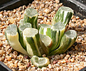 Нажмите на изображение для увеличения.

Название:	Haworthia_maughanii_variegata.jpg
Просмотров:	210
Размер:	164.4 Кб
ID:	312101