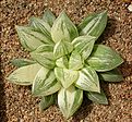 Нажмите на изображение для увеличения.

Название:	Haworthia_retusa_hybr_variegata.jpg
Просмотров:	177
Размер:	184.7 Кб
ID:	312102