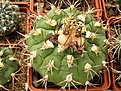 Нажмите на изображение для увеличения.

Название:	Gymnocalycium zegarrae.jpg
Просмотров:	299
Размер:	89.7 Кб
ID:	312108