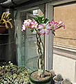 Нажмите на изображение для увеличения.

Название:	IMG_2307.jpg
Просмотров:	174
Размер:	188.3 Кб
ID:	312262