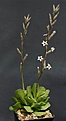 Нажмите на изображение для увеличения.

Название:	Adromischus_cristatus_v_zeyheri_IMG_7458.jpg
Просмотров:	278
Размер:	56.8 Кб
ID:	312264