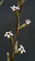 Нажмите на изображение для увеличения.

Название:	Adromischus_cristatus_v_zeyheri_IMG_7464.jpg
Просмотров:	283
Размер:	51.6 Кб
ID:	312265
