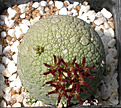 Нажмите на изображение для увеличения.

Название:	Pseudolithos_sphaericus.jpg
Просмотров:	222
Размер:	151.4 Кб
ID:	312282