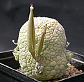 Нажмите на изображение для увеличения.

Название:	Pseudolithos_DSCN6007.jpg
Просмотров:	211
Размер:	123.6 Кб
ID:	312283