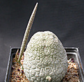 Нажмите на изображение для увеличения.

Название:	Pseudolithos_DSCN6008.jpg
Просмотров:	198
Размер:	129.8 Кб
ID:	312284