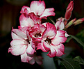 Нажмите на изображение для увеличения.

Название:	IMG_0975b.jpg
Просмотров:	168
Размер:	79.4 Кб
ID:	312305