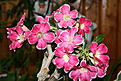 Нажмите на изображение для увеличения.

Название:	IMG_0997b.jpg
Просмотров:	161
Размер:	144.5 Кб
ID:	312306