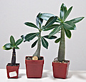Нажмите на изображение для увеличения.

Название:	adenium.jpg
Просмотров:	163
Размер:	106.6 Кб
ID:	312310