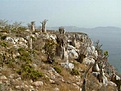 Нажмите на изображение для увеличения.

Название:	endemic_soco.jpg
Просмотров:	184
Размер:	61.7 Кб
ID:	312364