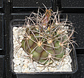 Нажмите на изображение для увеличения.

Название:	Gymnocalycium riograndense.jpg
Просмотров:	331
Размер:	206.2 Кб
ID:	312371