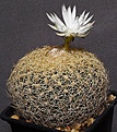 Нажмите на изображение для увеличения.

Название:	Discocactus_zehntneri_ssp_araneispinus_HU440_IMG_7681.jpg
Просмотров:	380
Размер:	176.9 Кб
ID:	312405