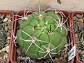 Нажмите на изображение для увеличения.

Название:	2_Gymnocalycium_riograndense.jpg
Просмотров:	328
Размер:	129.3 Кб
ID:	312407