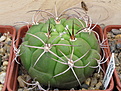 Нажмите на изображение для увеличения.

Название:	2_Gymnocalycium_riograndense_2.jpg
Просмотров:	326
Размер:	160.5 Кб
ID:	312408