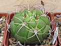 Нажмите на изображение для увеличения.

Название:	2_Gymnocalycium_riograndense_2.jpg
Просмотров:	265
Размер:	160.5 Кб
ID:	312408