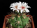 Нажмите на изображение для увеличения.

Название:	2_Gymnocalycium_zegarrae_x.jpg
Просмотров:	314
Размер:	103.7 Кб
ID:	312409