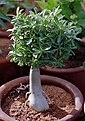 Нажмите на изображение для увеличения.

Название:	Adenium-mini.jpg
Просмотров:	153
Размер:	53.2 Кб
ID:	312418