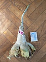 Нажмите на изображение для увеличения.

Название:	P1060062_2.JPG
Просмотров:	179
Размер:	193.5 Кб
ID:	312427