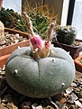 Нажмите на изображение для увеличения.

Название:	Lophophora_williamsii.jpg
Просмотров:	297
Размер:	105.6 Кб
ID:	312435