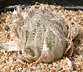 Нажмите на изображение для увеличения.

Название:	Haworthia_cummingii_IB12260.jpg
Просмотров:	211
Размер:	175.6 Кб
ID:	312449