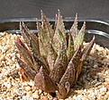 Нажмите на изображение для увеличения.

Название:	Haworthia_modesta_JDV86-68.jpg
Просмотров:	188
Размер:	169.5 Кб
ID:	312452