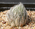 Нажмите на изображение для увеличения.

Название:	Haworthia_odetteae_IB11864.jpg
Просмотров:	196
Размер:	163.7 Кб
ID:	312453