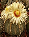 Нажмите на изображение для увеличения.

Название:	Astrophytum92087.jpg
Просмотров:	404
Размер:	86.9 Кб
ID:	312485