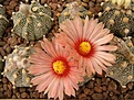 Нажмите на изображение для увеличения.

Название:	Astrophytum94050.jpg
Просмотров:	394
Размер:	101.2 Кб
ID:	312486