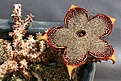 Нажмите на изображение для увеличения.

Название:	Edithcolea_grandis_IMG_8000.jpg
Просмотров:	390
Размер:	215.2 Кб
ID:	312494