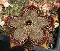 Нажмите на изображение для увеличения.

Название:	Edithcolea_grandis_IMG_7973.jpg
Просмотров:	215
Размер:	203.8 Кб
ID:	312495